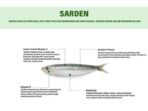 Dinkes Makassar Ungkap Manfaat Konsumsi Ikan Sarden
